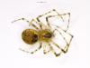 Platnickina tincta